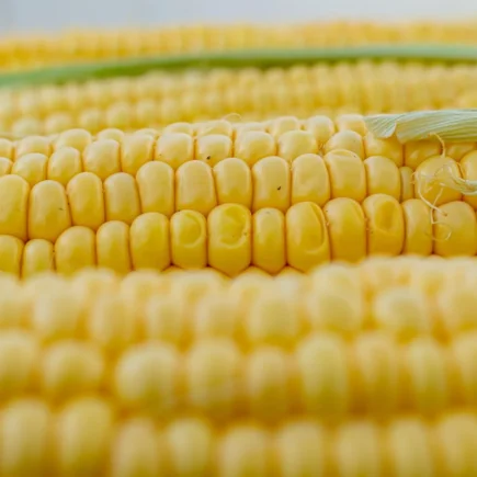Zbliżenie na ziarna kukurydzy w kolbie, widoczne rzędy i włókna, tło do opisu produktu